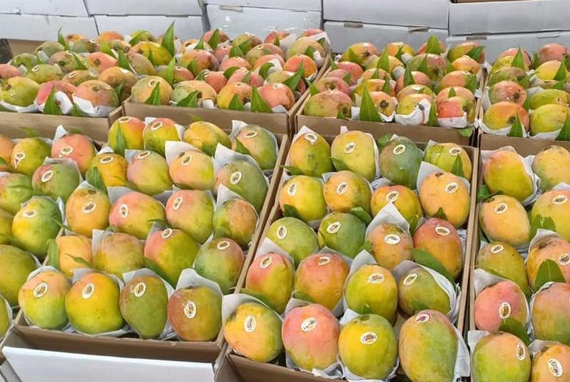 images/1683709767977mango sorting machine.jpg